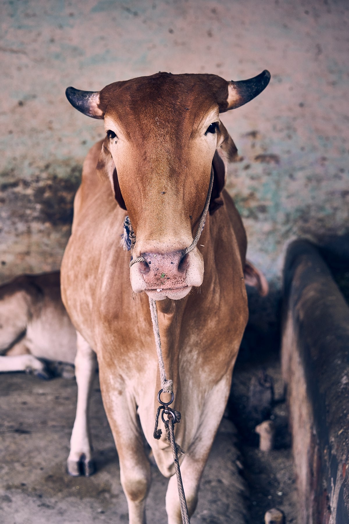 Indigenous Gir cow